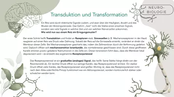 Vorschau - Stundenentwürfe - Reizcodierung, Transduktion & Transformation - Seite 2