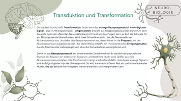 Vorschau - Stundenentwürfe - Reizcodierung, Transduktion & Transformation - Seite 3