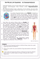 Vorschau - Arbeitsblätter - AB: Vom Molekül zum Organismus - die Organisationsebenen - Seite 2