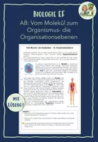 Vorschau - Arbeitsblätter - AB: Vom Molekül zum Organismus - die Organisationsebenen - Deckblatt