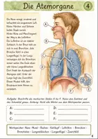 Vorschau - Stundenentwürfe - Atmung und Lunge Klasse 5 -6 Grundlagen und Schutz - Seite 3