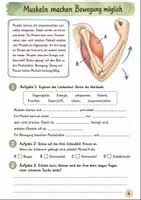 Vorschau - Stundenentwürfe - Der menschliche Körper Klasse 5 -6 Grundlagen und Systeme - Seite 3