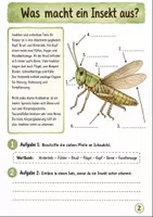 Vorschau - Arbeitsblätter - Insekten und ihre Bedeutung Klasse 5 -6 Körperbau und Bestäubung - Seite 1
