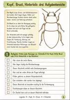 Vorschau - Arbeitsblätter - Insekten und ihre Bedeutung Klasse 5 -6 Körperbau und Bestäubung - Seite 3