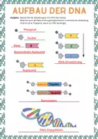 Vorschau - Arbeitsblätter - Aufbau der DNA (inkl. Hilfekarte und Lösung) - Seite 3
