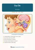 Vorschau - Mal- und Bastelvorlagen - Das Ohr – Lesespurgeschichte mit Rätselaufgaben (Klasse 7) - Seite 1