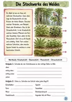 Vorschau - Stationenlernen - Den Wald erforschen Klasse 3 -4 Beobachten und Forschen - Seite 2