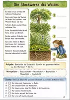 Vorschau - Stundenentwürfe - Pflanzen Klasse 3 -4 Lebensraum Wald erkunden - Seite 1