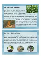 Vorschau - Bildkarten - Lesekartei Biber, Lebensweise, Aussehen, Merkmale - Seite 3