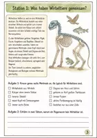 Vorschau - Mal- und Bastelvorlagen - Wirbeltiere und Tierklassen Klasse 5 -6 Merkmale und Vergleich - Seite 2