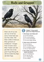 Vorschau - Stundenentwürfe - Herbst Sachunterricht – Krähen Naturbeobachtung und Verhalten Klasse 3-4 - Seite 3