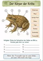 Vorschau - Arbeitsblätter - Herbst Sachunterricht – Kröten Lesen und Verstehen Klasse 3-4 - Seite 2
