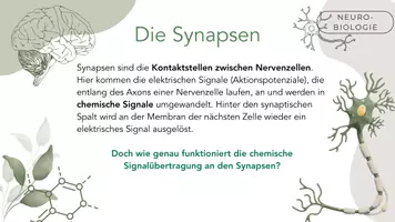 Vorschau - Stundenentwürfe - Erregende und hemmende Synapsen - Seite 1