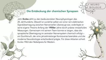 Vorschau - Stundenentwürfe - Erregende und hemmende Synapsen - Seite 2