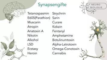 Vorschau - Stundenentwürfe - Synapsengifte - Seite 2
