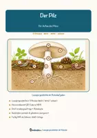 Vorschau - Arbeitsblätter - Der Pilz – Lesespurgeschichte mit Rätselaufgaben (Klasse 5) - Seite 1