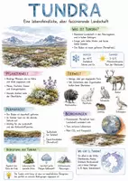 Vorschau - Arbeitsblätter - Lernposter + AB mit Fragen zum Thema "Tundra" + Lösungsblatt + Mindmap + Infografik - Deckblatt