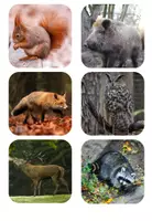 Vorschau - Bildkarten - Waldtiere: Bildkarten/Nomenklaturkarten Montessori (Fotos) - Seite 1