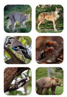 Vorschau - Bildkarten - Waldtiere: Bildkarten/Nomenklaturkarten Montessori (Fotos) - Seite 3