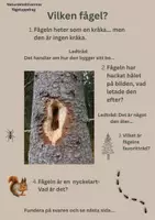 förhandsvisning - Naturdetektivernas fågeluppdrag: Morkullan & Spillkråkan (F-3) - försättsblad