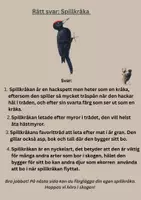 förhandsvisning - Naturdetektivernas fågeluppdrag: Morkullan & Spillkråkan (F-3) - sida 1