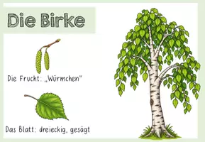 Vorschau - Poster - Tafelmaterial/ Merkplakate - Heimische Laubbäume - Seite 1