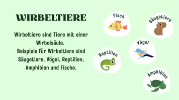 Vorschau - Präsentationen/Tafelbilder - Tierklassen - Seite 3