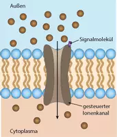 Vorschau - selbst erstellte Cliparts/Grafiken - Grafik: Gesteuerter Ionenkanal mit und ohne Hintergrund - Seite 1