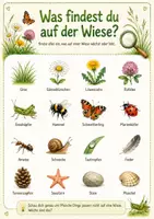 Vorschau - Arbeitsblätter - Forscherpaket Wiese - Natur entdecken | Kita - Seite 2