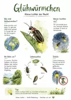 Vorschau - Arbeitsblätter - Lernplakat + Arbeitsblätter zum Thema "Glühwürmchen" + Lösung & MP3 + Mindmap + Infografik - Deckblatt