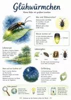 Vorschau - Arbeitsblätter - Lernposter + Arbeitsblatt zum Thema "Glühwürmchen" + Onlineübung & MP3 + Mindmap + Infografik - Deckblatt