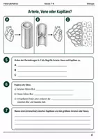 Vorschau - Arbeitsblätter - Basisscreening Biologie Blut & Kreislauf Klasse 7–8 - Seite 3