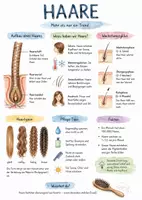 Vorschau - Arbeitsblätter - Lernposter + AB mit Fragen zum Thema "Haare" + Lösungsblatt + Mindmap + Infografik - Deckblatt