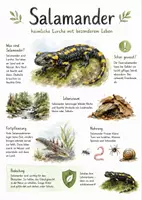 Vorschau - Arbeitsblätter - Lernposter + Arbeitsblätter zum Thema "Salamander" + Lösung & MP3 + Mindmap + Infografik - Deckblatt