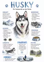 Vorschau - Arbeitsblätter - Lernposter + AB mit Fragen zum Thema "Husky" + Lösungsblatt + Mindmap + Infografik - Deckblatt