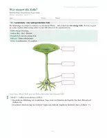Vorschau - Stundenentwürfe - Bedeutung des Zellkerns – Acetabularia-Experimente | Differenzierte Unterrichtsstunde Biologie Klasse 9–11 - Seite 3