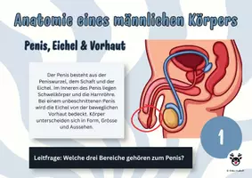 Vorschau - Arbeitsblätter - Postenlauf Penis & Co - Sexualkunde - Biologie - Deckblatt