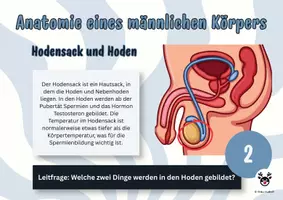 Vorschau - Arbeitsblätter - Postenlauf Penis & Co - Sexualkunde - Biologie - Seite 1
