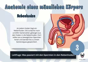 Vorschau - Arbeitsblätter - Postenlauf Penis & Co - Sexualkunde - Biologie - Seite 2