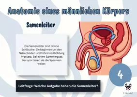 Vorschau - Arbeitsblätter - Postenlauf Penis & Co - Sexualkunde - Biologie - Seite 3
