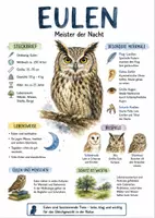 Vorschau - Arbeitsblätter - Lernposter + Arbeitsblätter zum Thema "Eulen" + Lösung & MP3 + Mindmap + Infografik - Deckblatt