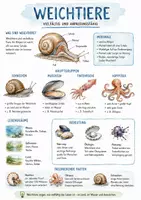 Vorschau - Arbeitsblätter - Lernposter + Arbeitsblätter zum Thema "Weichtiere" + Lösung & MP3 + Mindmap + Infografik - Deckblatt
