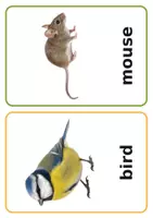 Vorschau - Präsentationen/Tafelbilder - Flashcards Animals - passend zu Tiger Tom 2 - Seite 1