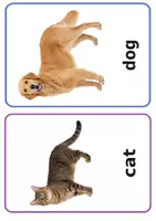 Vorschau - Präsentationen/Tafelbilder - Flashcards Animals - passend zu Tiger Tom 2 - Seite 2