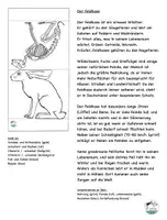 Vorschau - Stundenentwürfe - Feldhase interaktiv Lapbook - Seite 2