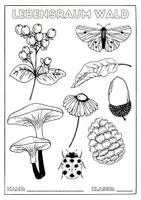 Vorschau - Unterrichtsreihen - Der Wald ein wichtiger Lebensraum, Klasse 5 - Deckblatt