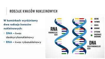 zapowiedź - Prezentacja - Budowa i funkcje kwasów nukleinowych - strona 2