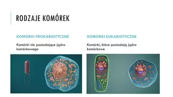 zapowiedź - Prezentacja - Budowa komórki eukariotycznej - strona 2