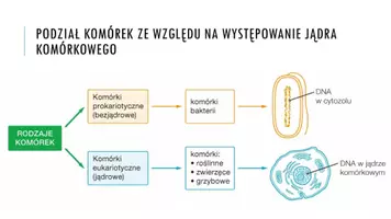 zapowiedź - Prezentacja - Budowa komórki eukariotycznej - strona 3