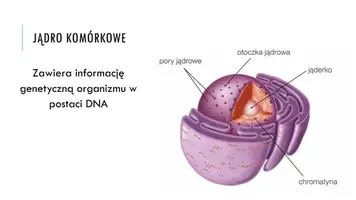 zapowiedź - Prezentacja - Budowa i rola jądra komórkowego - strona 3